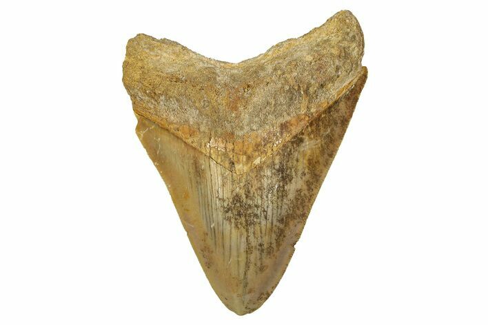 Serrated, Fossil Megalodon Tooth From Morocco - Rare Location #353009